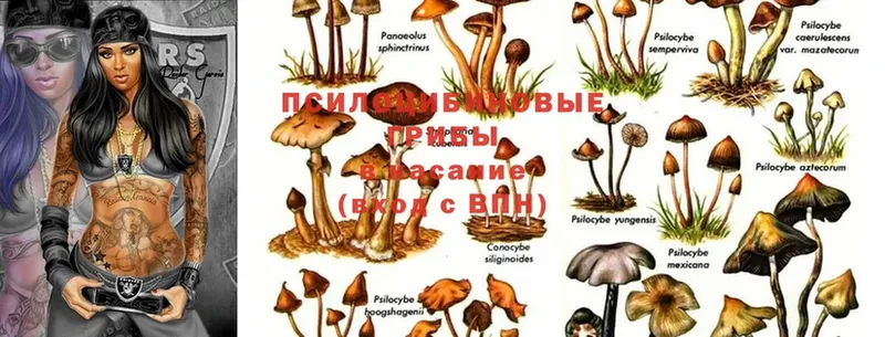 Галлюциногенные грибы MAGIC MUSHROOMS  Новое Девяткино 